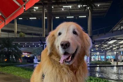 Carnaval Pet: Outlet Premium Rio promove 'Blocão do Raul'