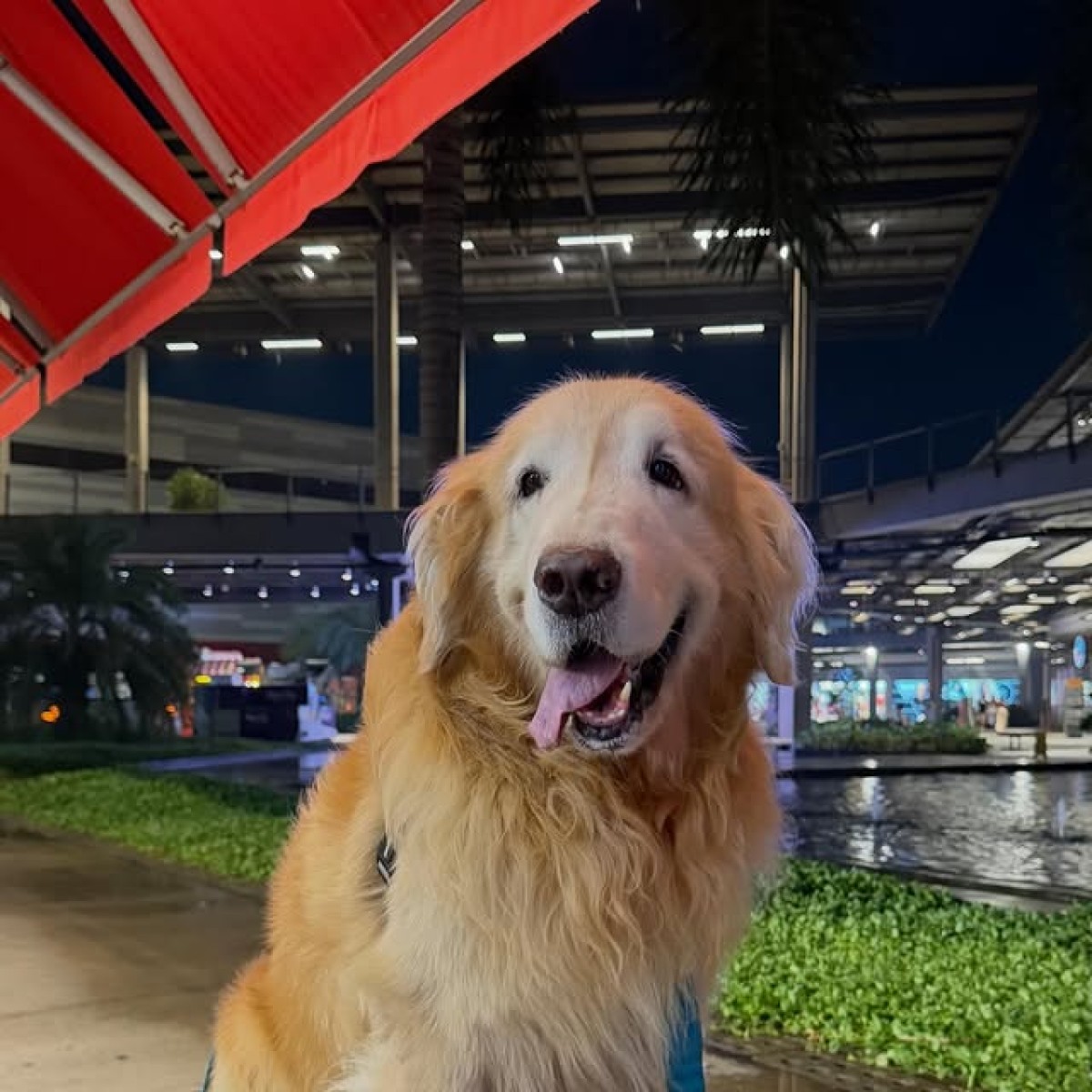 Carnaval Pet: Outlet Premium Rio promove 'Blocão do Raul'