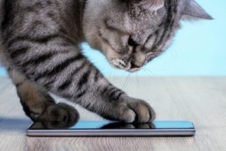 Cobasi celebra Dia do Gato com descontos e influenciadores