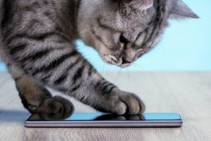 Cobasi celebra Dia do Gato com descontos e influenciadores