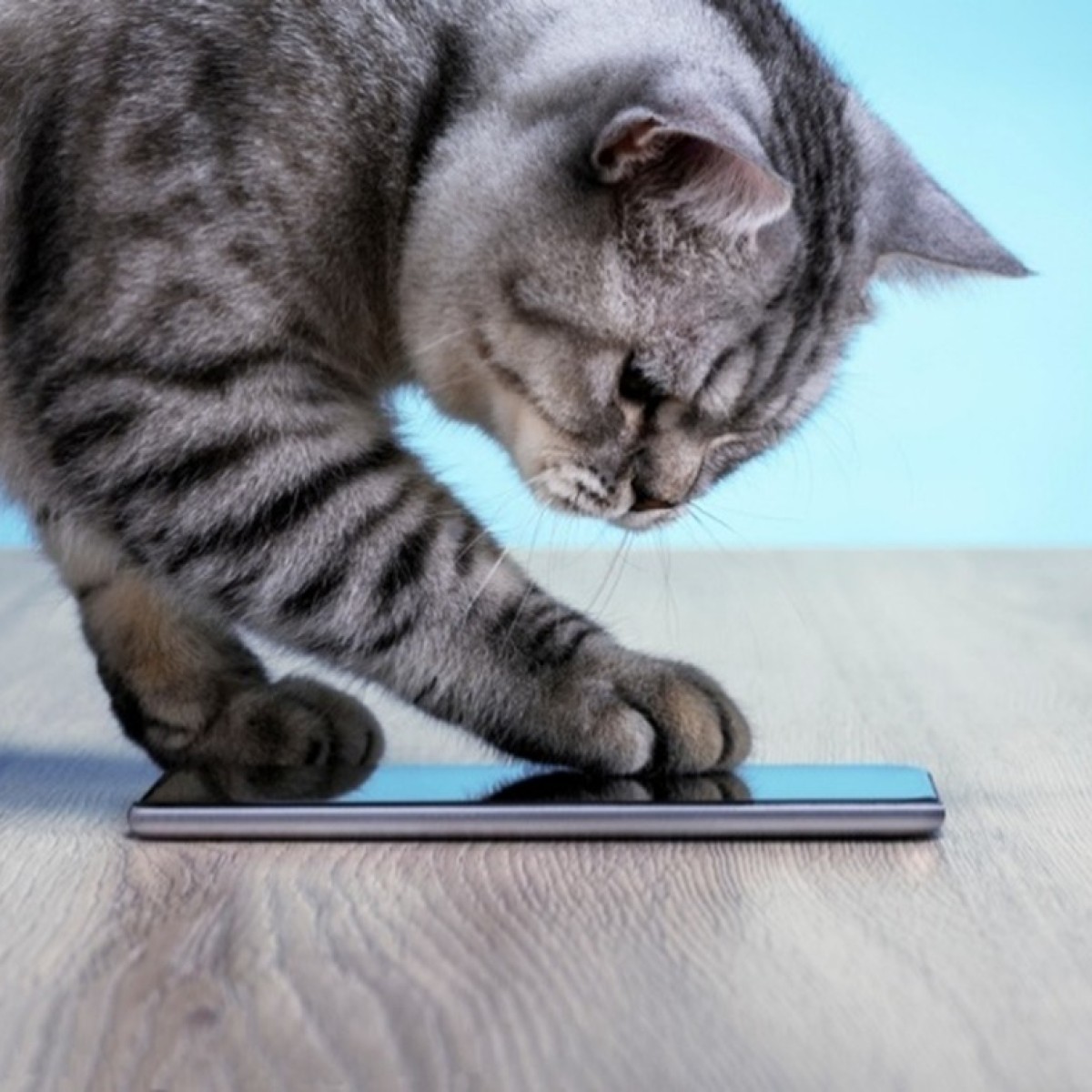 Cobasi celebra Dia do Gato com descontos e influenciadores