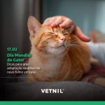 Dia Mundial do Gato: dicas Vetnil para adaptação saudável