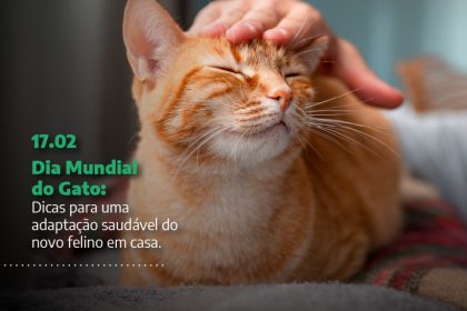 Dia Mundial do Gato: dicas Vetnil para adaptação saudável