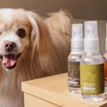 Empresa do PR impulsiona experiência ‘pet friendly’ em hotéis