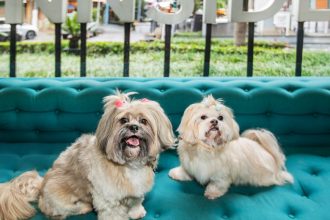 INNSiDE by Meliá Itaim: agora com dois pets por hospedagem