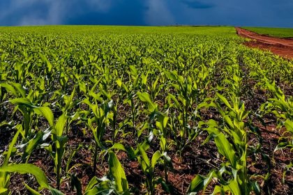 Nutrição e proteção impulsionam safrinha de milho