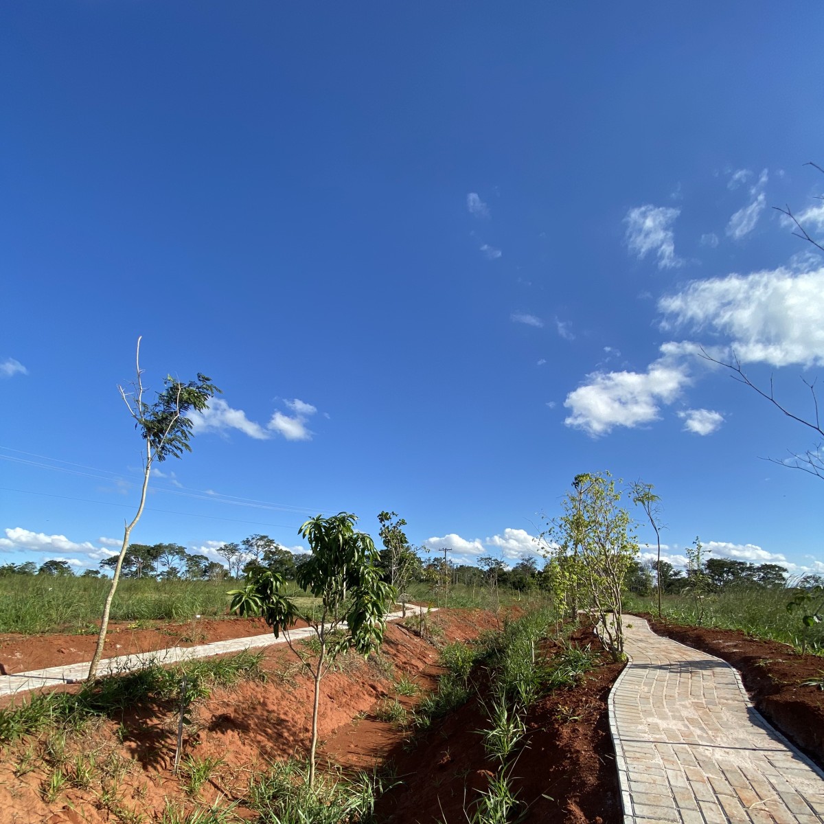 Swales: Solução inovadora para drenagem urbana e cidades sustentáveis